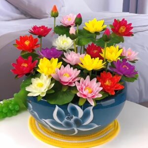 rainbow japanese lotus seeds mixed colour dwarf variety, japanese lotus flower seeds,dwarf lotus flower seed, lotus seeds for home garden flower seeds 18 seeds