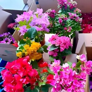 floraplax beautiful grafted colourful multi bougainvillea flower dwarf bonsai plant tree 4 5 colour || for home garden outdoor & indoor with black pot